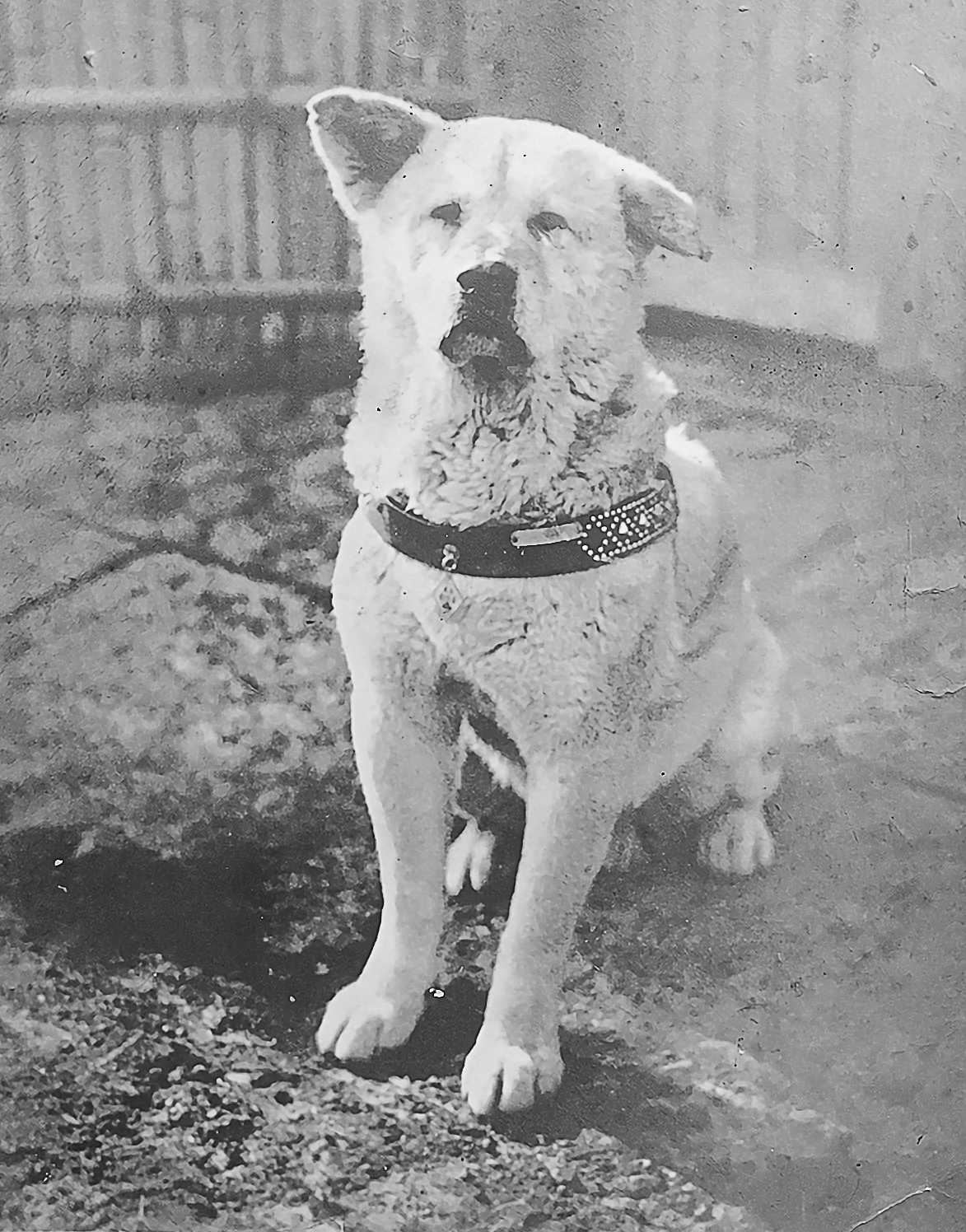 Fotografía antigua en blanco y negro de Hachikō, un perro akita blanco de orejas levantadas