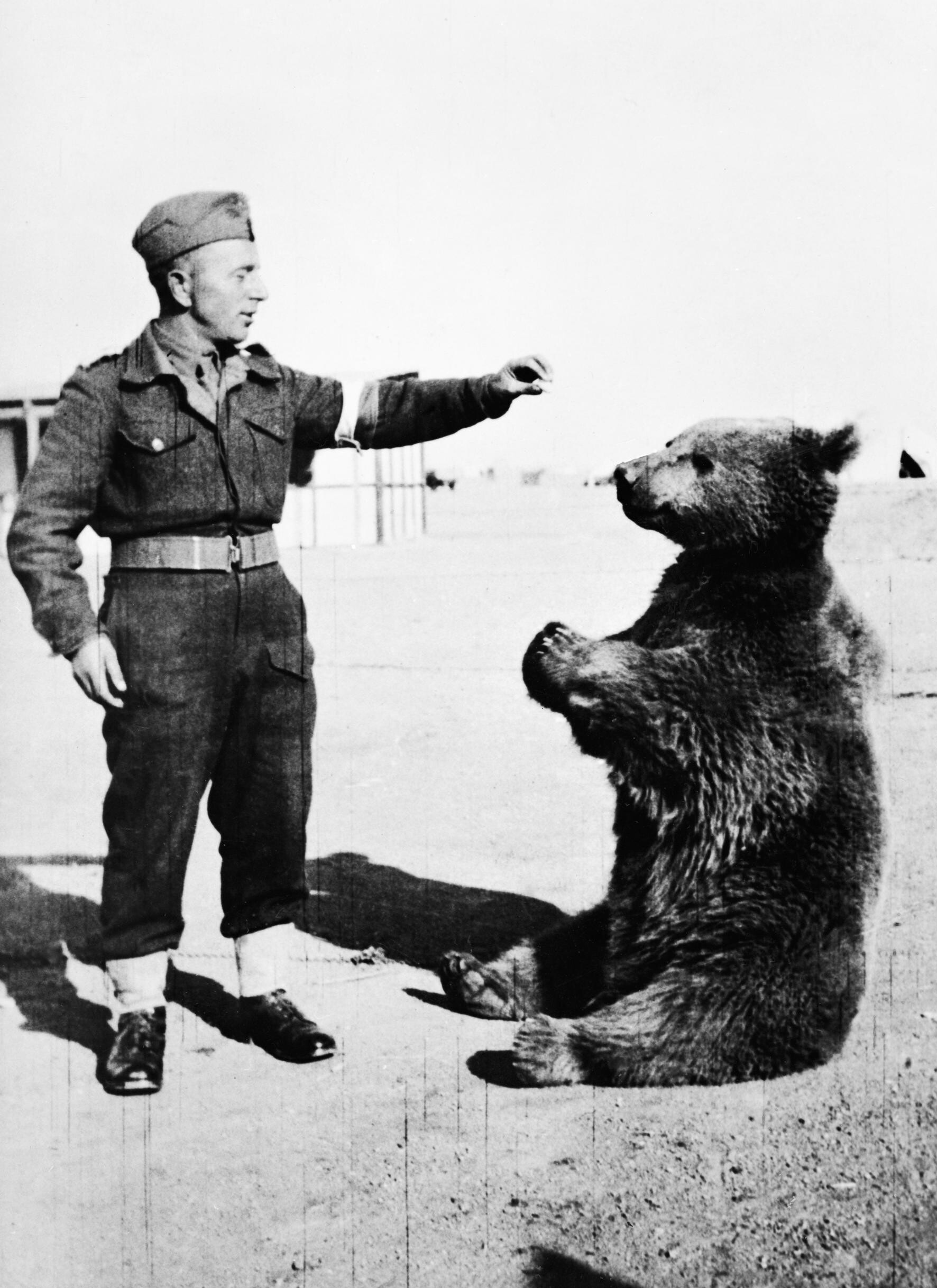 Fotografía antigua en blanco y negro de un soldado polaco con uniforme junto al oso Wojtek, sentado en el suelo